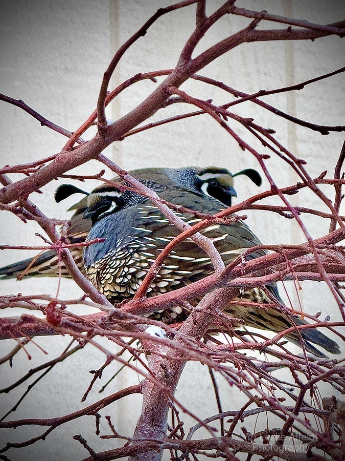 Winter Quail  Print