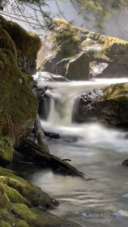 Forest Flow  Imprimer