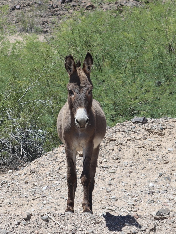 Wild donkey stand off  Print