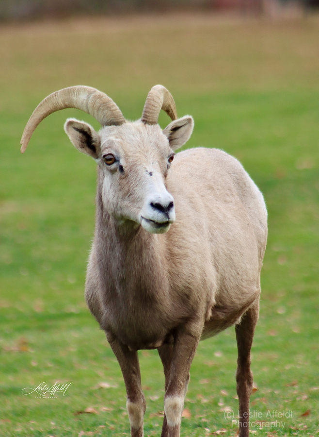 Bighorn Sheep - Nevada 1  Print