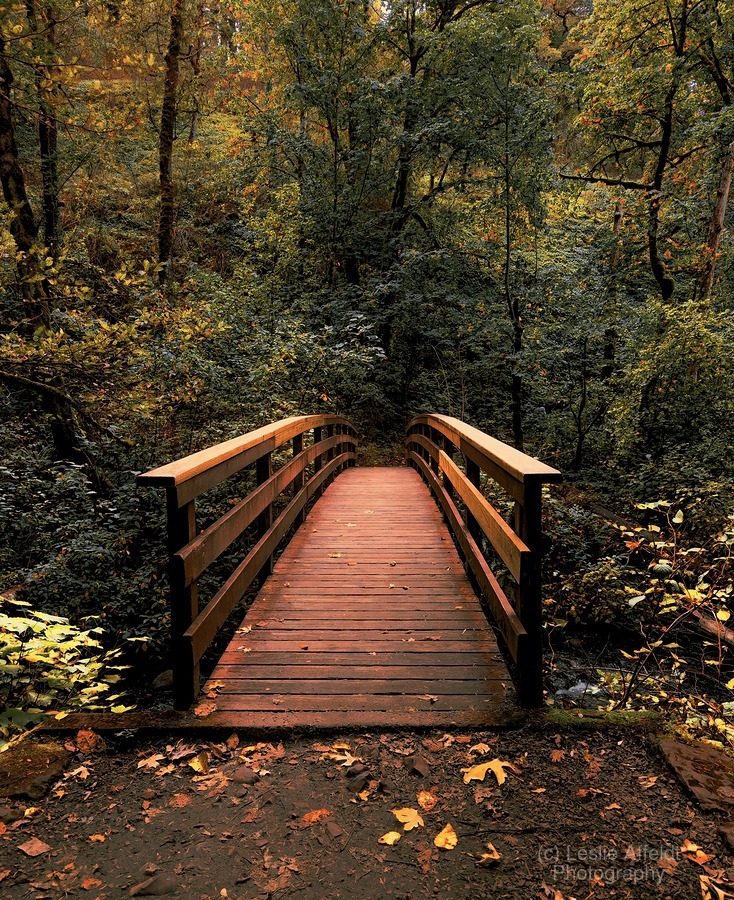 The path less traveled -vertical  Print