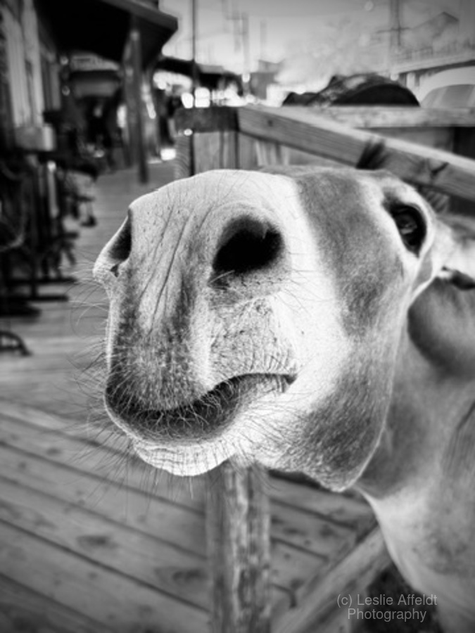 Give us a Kiss - black & white  Print