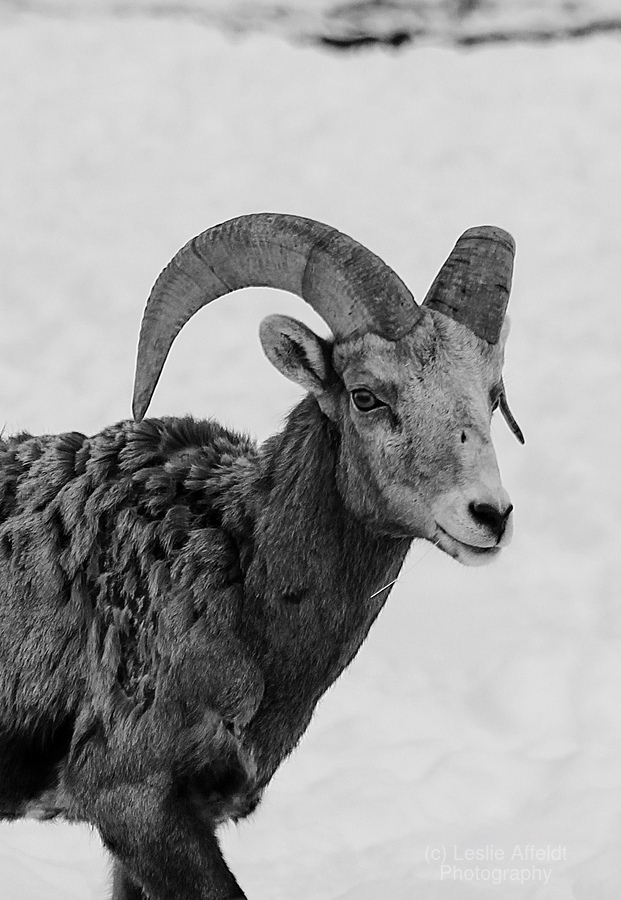 Big Horn Sheep B & W  Print