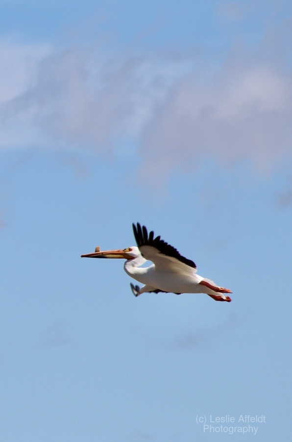 Pelican flight  Print