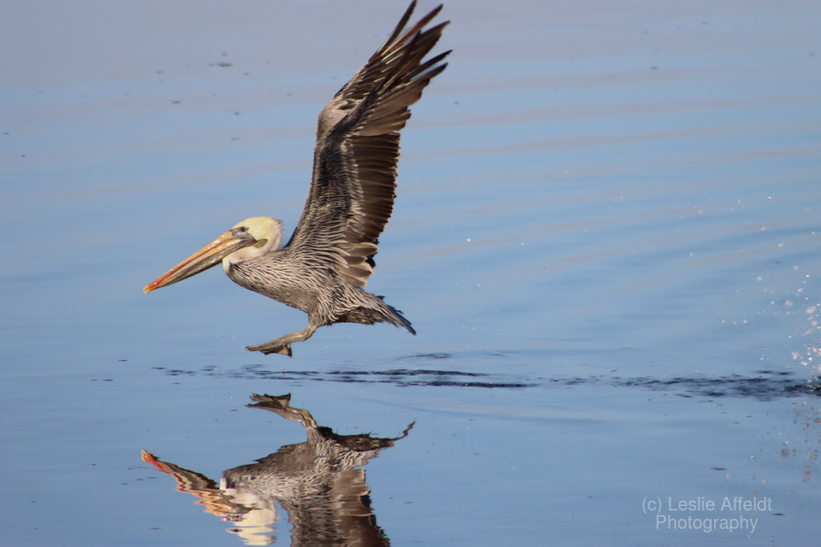 Baja Brown Pelicans - 2  Print