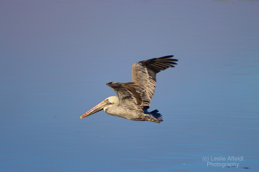 Baja Brown Pelicans- 3  Print