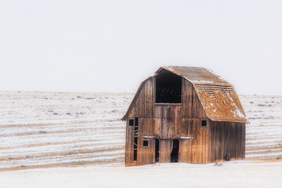 Still Standing  Print