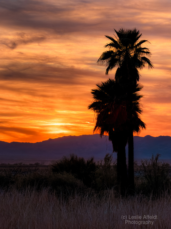 Topock Marsh Sunset  Print