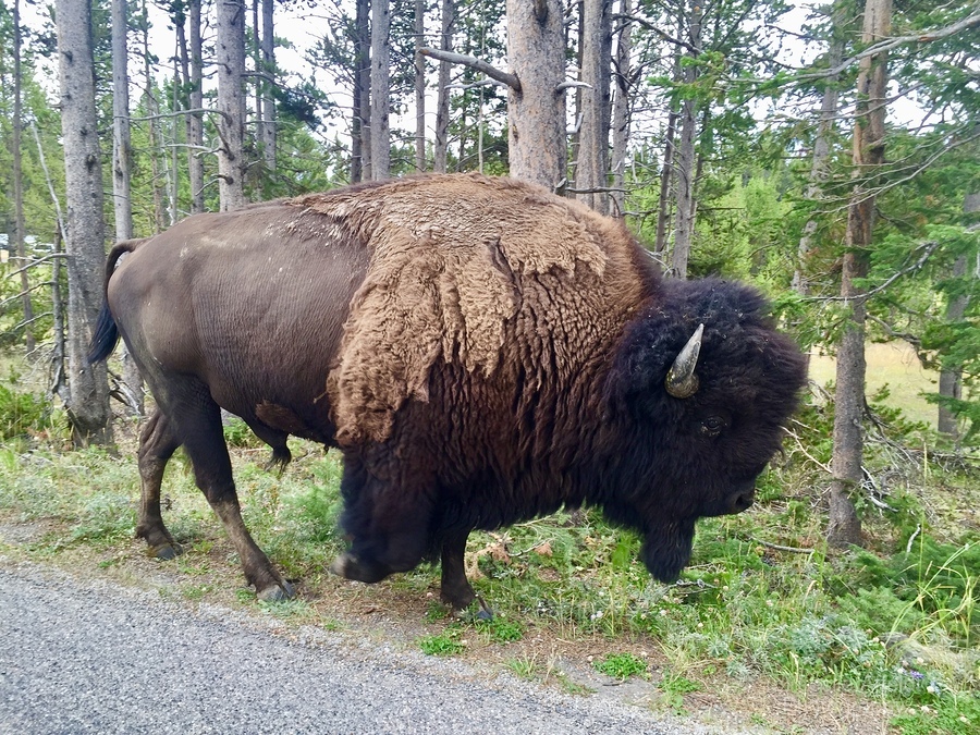 Yellowstone Bison  Print