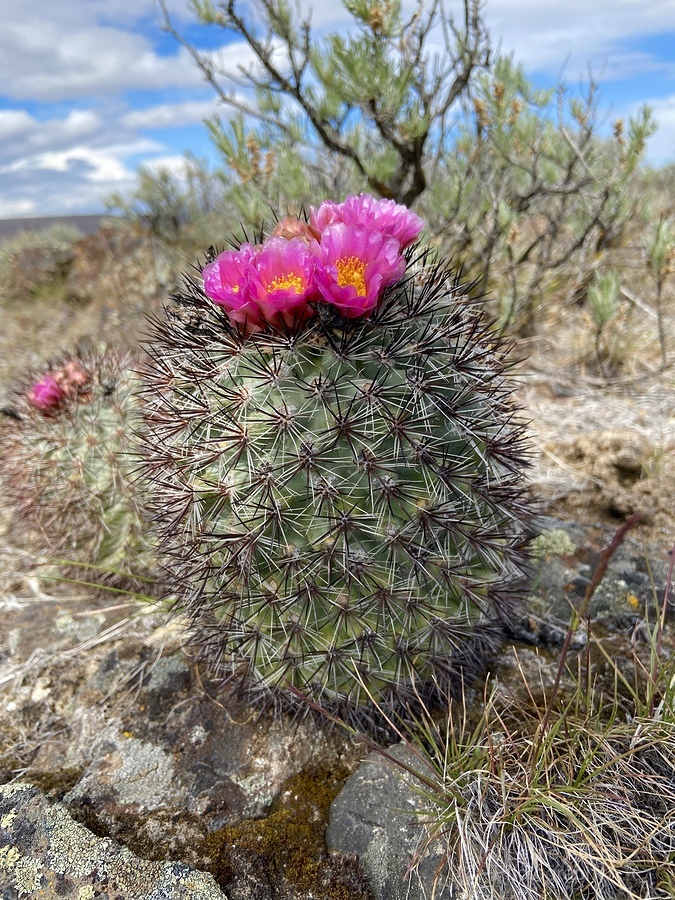 Barrel Cactus  Print