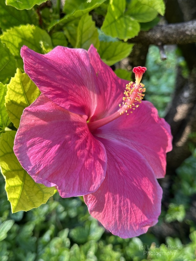 Pink Hibiscus  Print