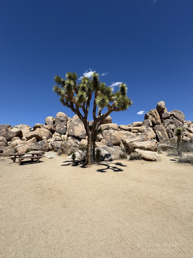 Joshua Tree -3  Print