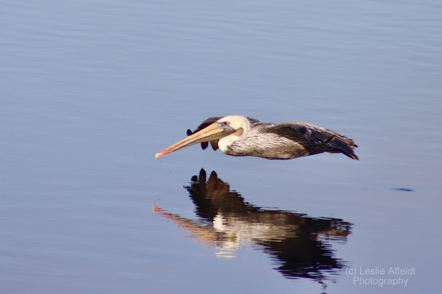 Reflection in Flight  Print