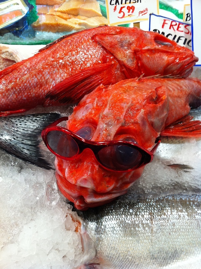 Something Fishy  Imprimer