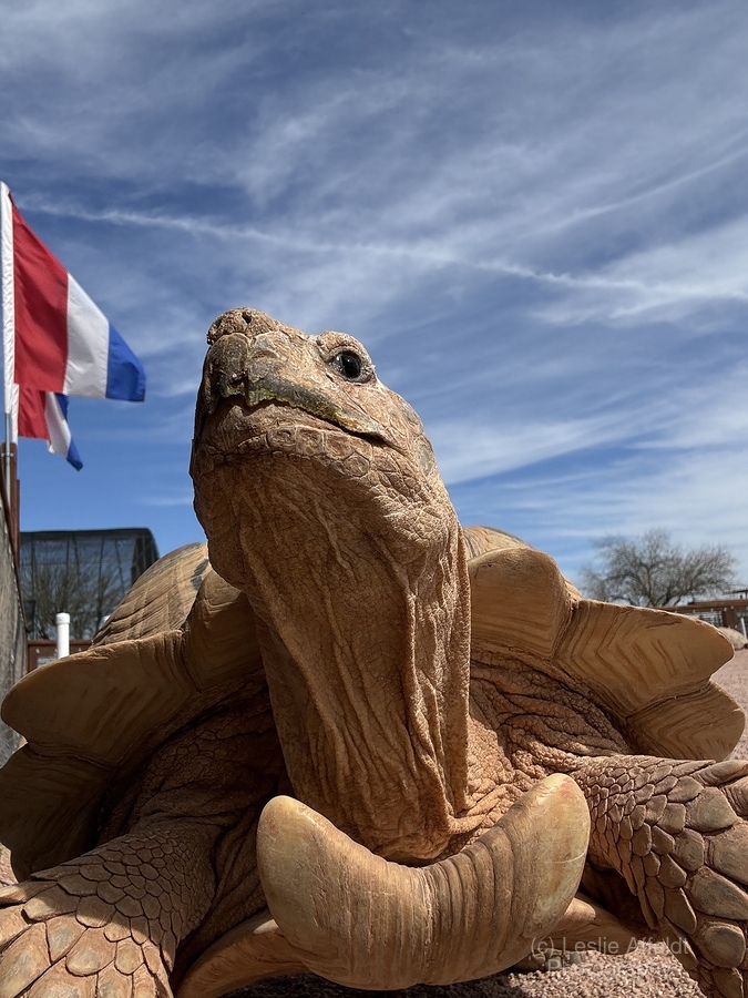 Arizona Tortoise -2  Print