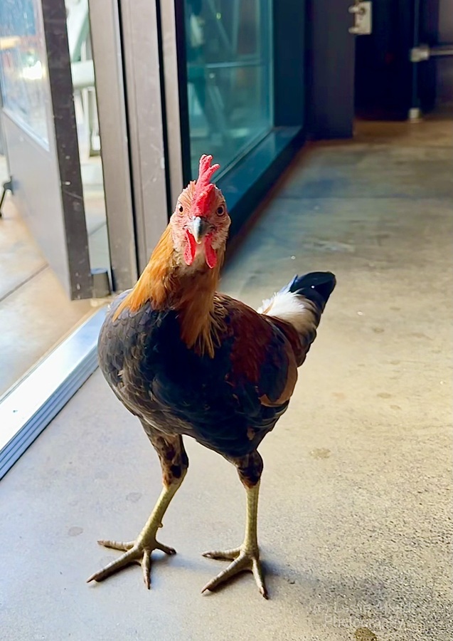 Hello can I help you   Print