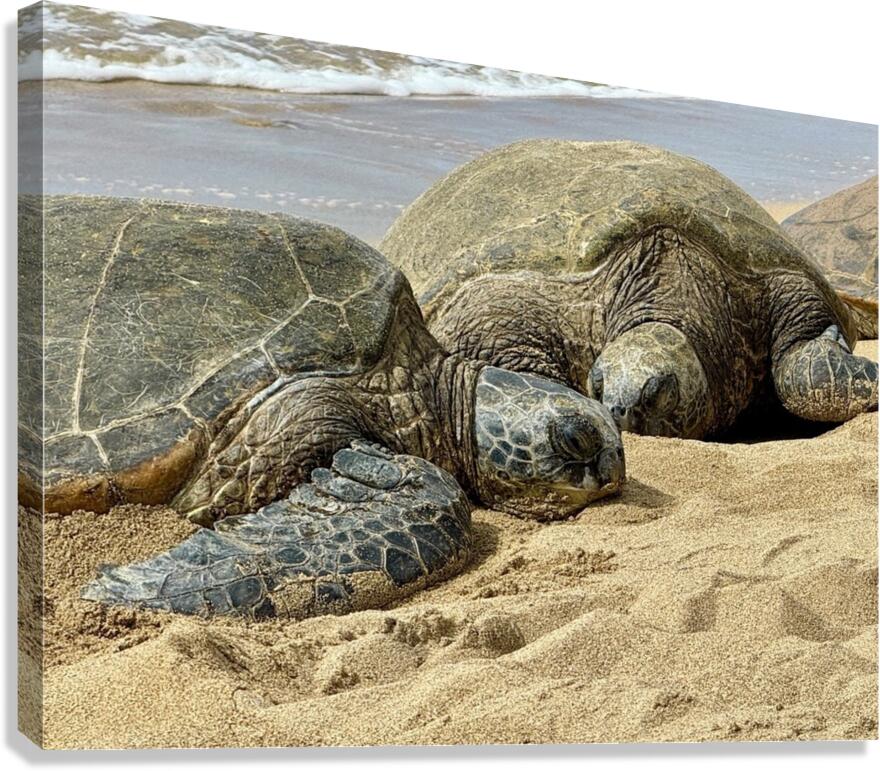 Turtle Couple Canvas Print