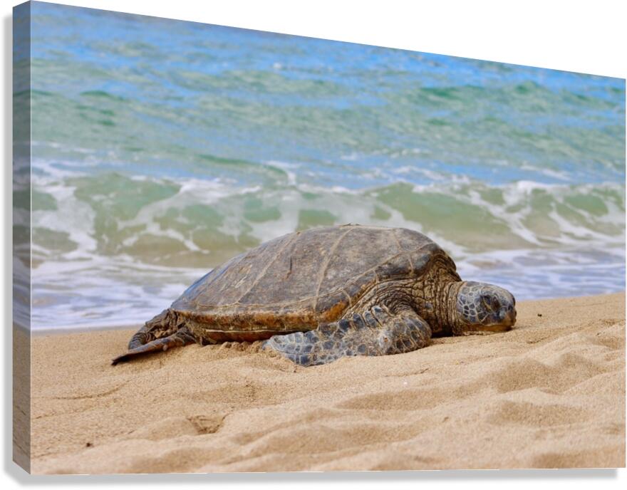 Maui Sea Turtle 1 Canvas Print