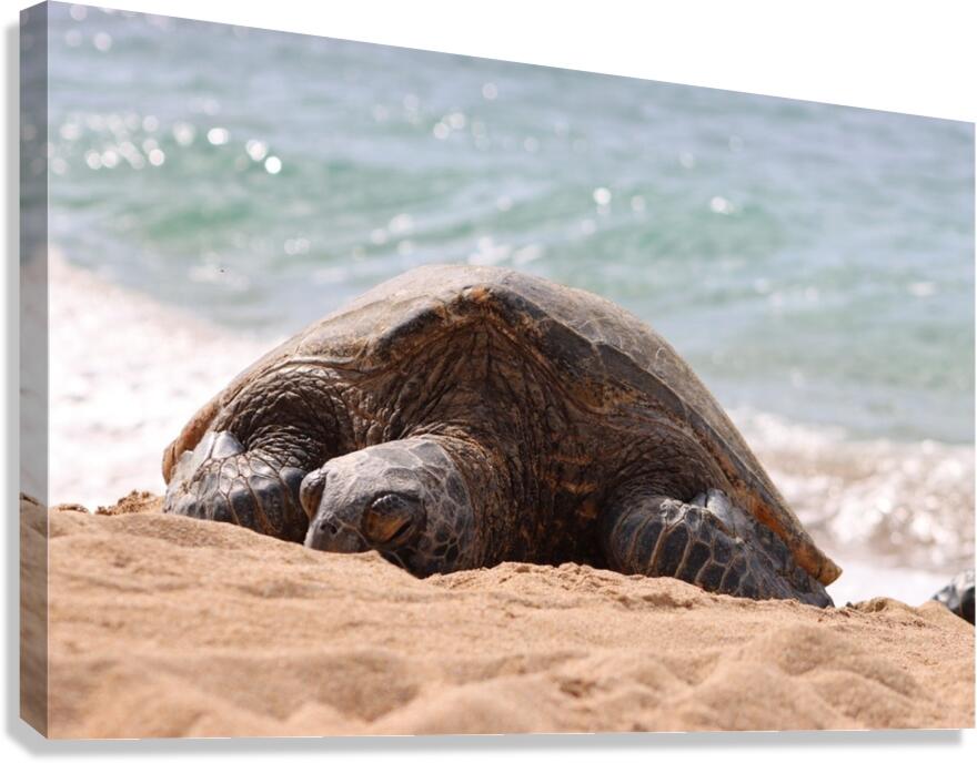 Maui Sea Turtle 2 Canvas Print