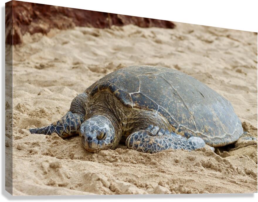 Maui Sea Turtle 3 Canvas Print