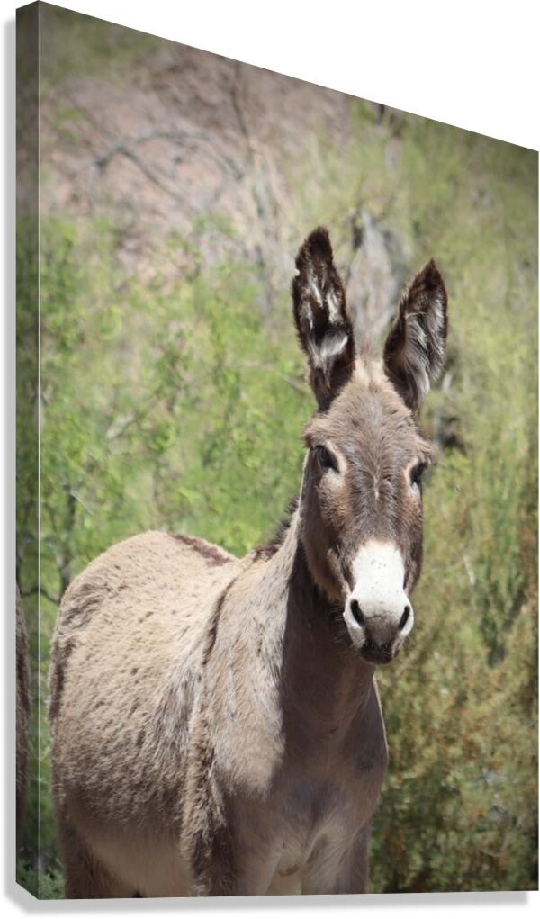 Wild donkey Parker Dam Arizona Canvas Print