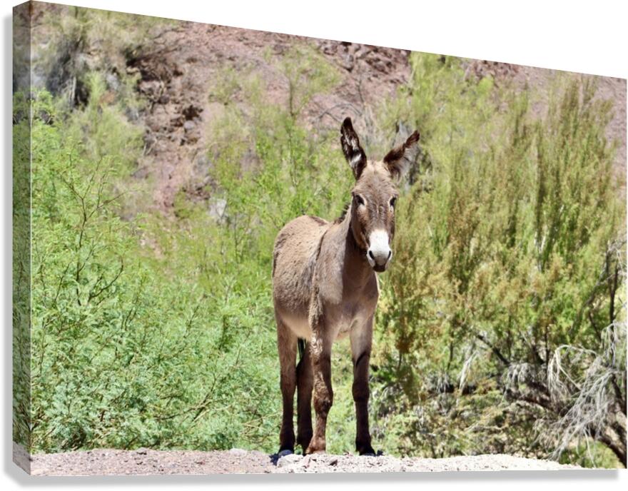 Wild Donkey Parker Arizona Canvas Print