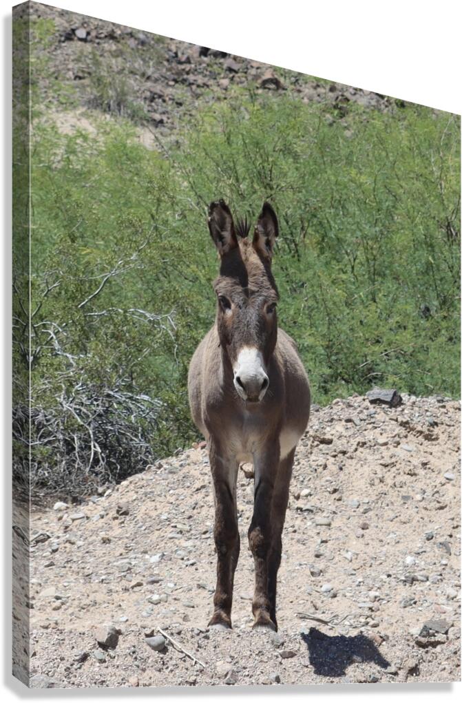 Wild donkey stand off Canvas Print