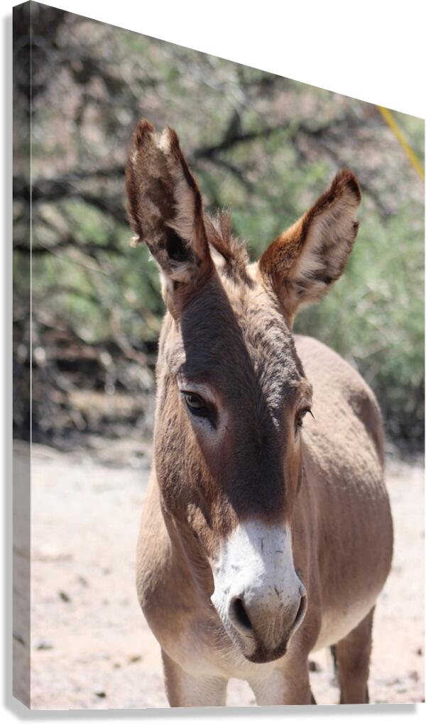 Split ear donkey Canvas Print