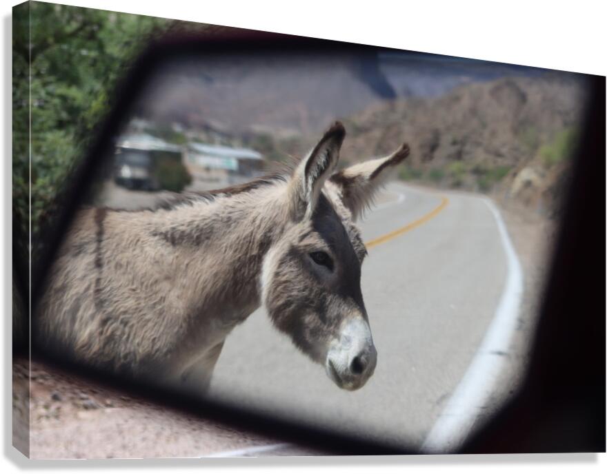 Donkeys in your mirror are closer than they appear Canvas Print