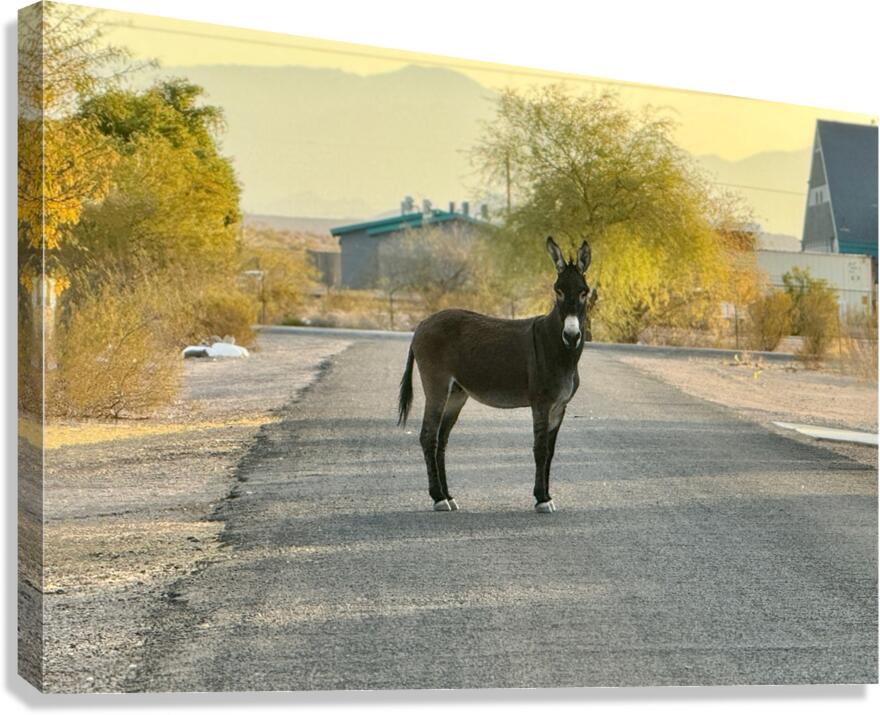 Donkey on my street Canvas Print