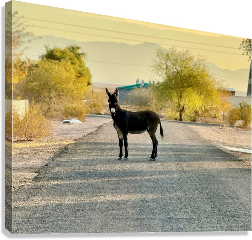Topock Donkey Canvas Print