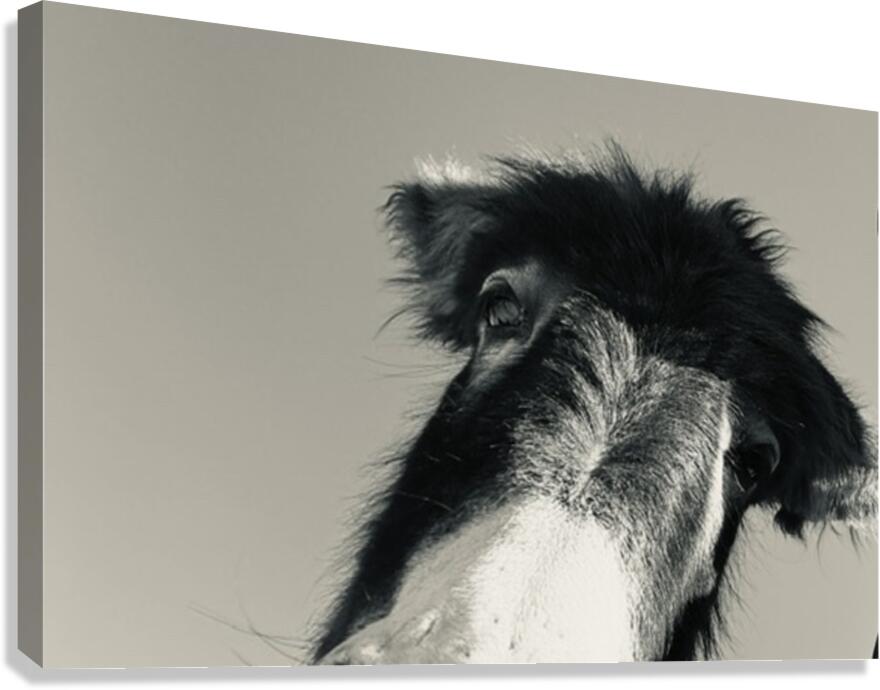 A burro named Stormy Canvas Print