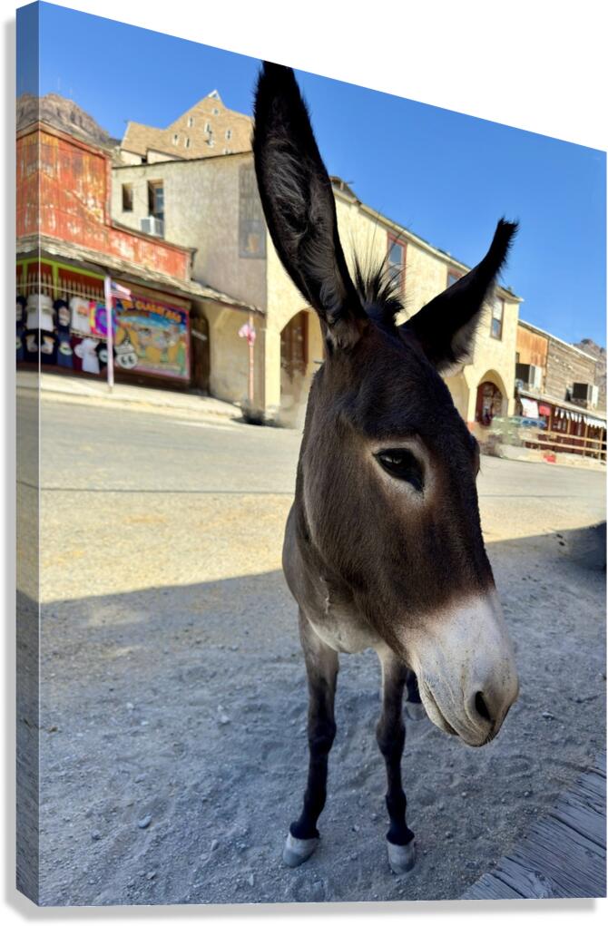 Oatman resident Canvas Print