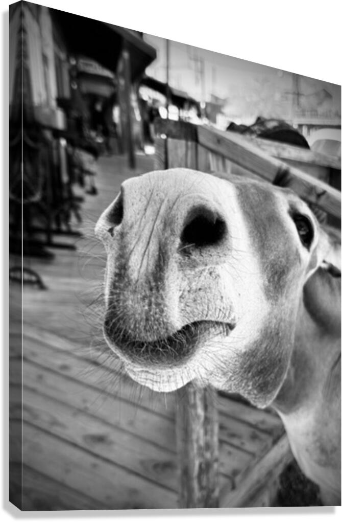 Give us a Kiss - black & white Canvas Print