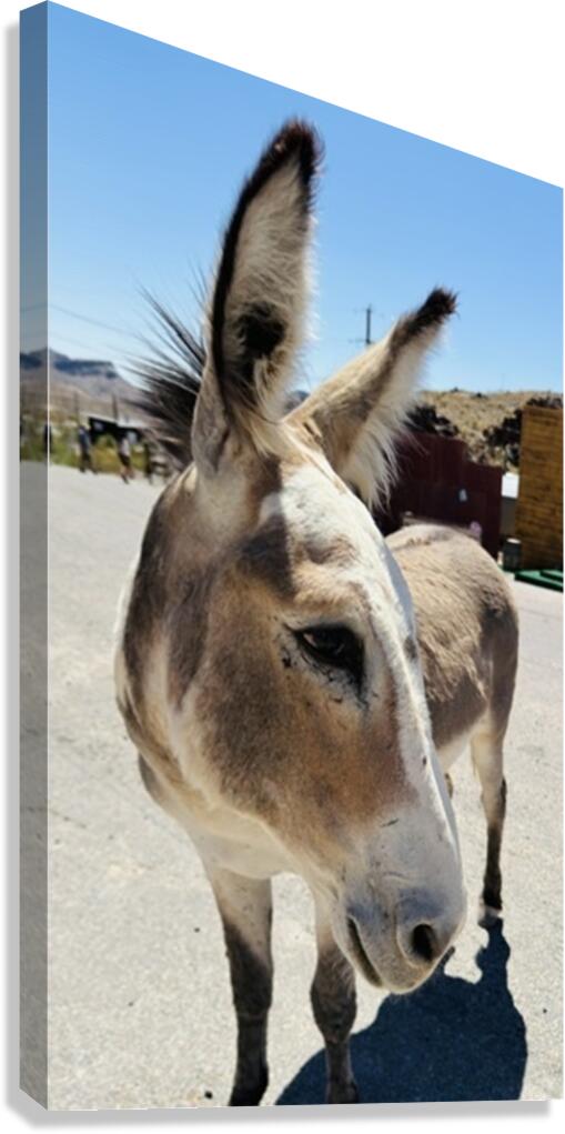 Oliver the Sheriff of Oatman -1 Canvas Print