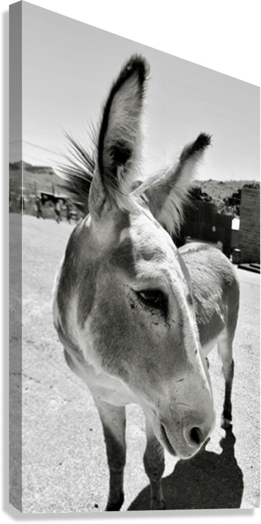 Oliver the Sheriff of Oatman - 2 Canvas Print