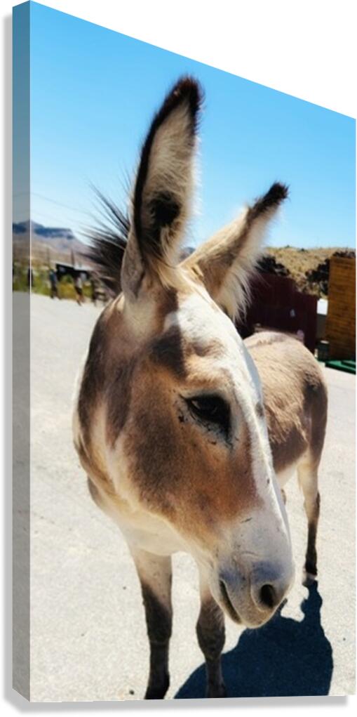 Oliver the Sheriff of Oatman -3 Canvas Print