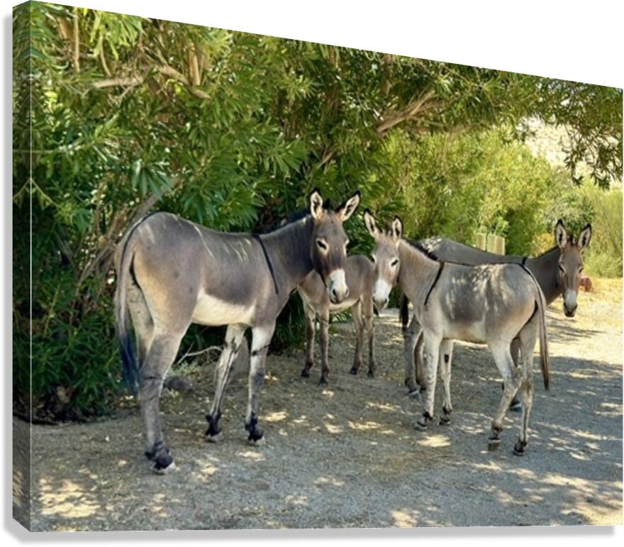 Lake Mohave Donkeys Canvas Print