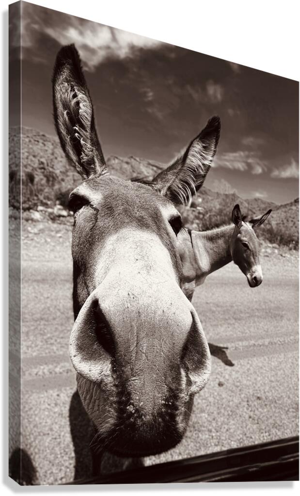 Welcome to Oatman Canvas Print