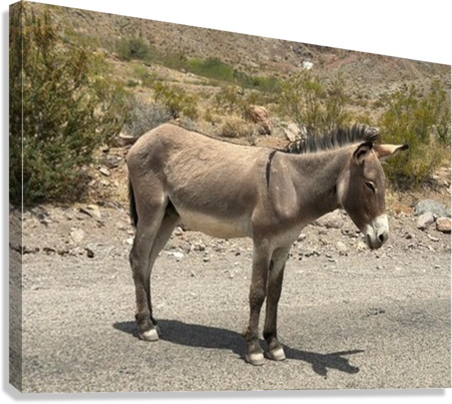 Heading to Oatman Canvas Print