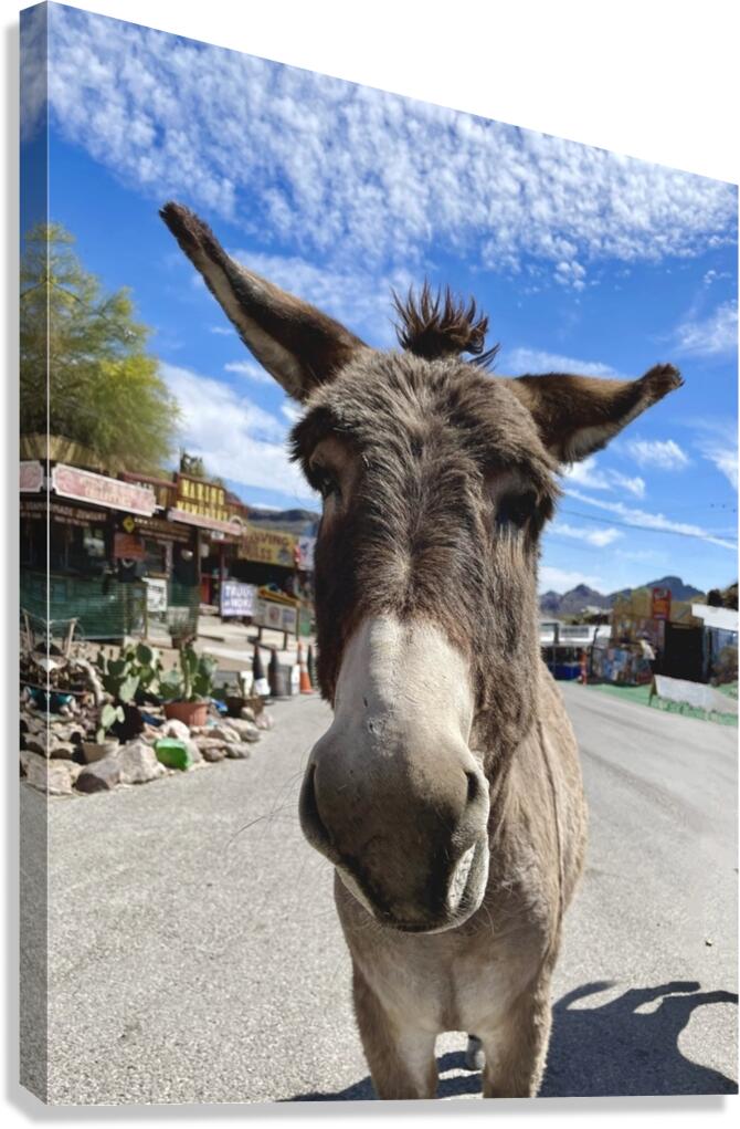 Oatman Donkey Canvas Print