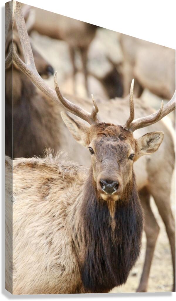 4A215C09 7526 4716 BD66 3AC285F47268 1 105 c Canvas Print