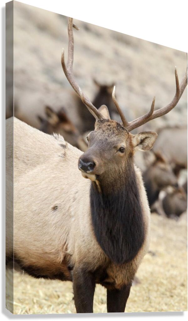 F3A5ABA5 DED2 4A0F 9CA3 F81AD213DC14 1 105 c Canvas Print