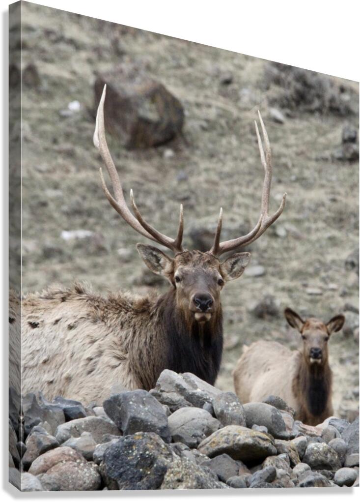 78E1B13B 4BAC 485E 8ACA 930D51ADAB08 1 105 c Canvas Print