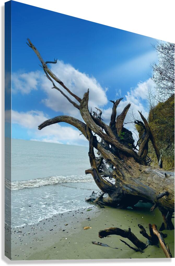 IMG 1646 Canvas Print