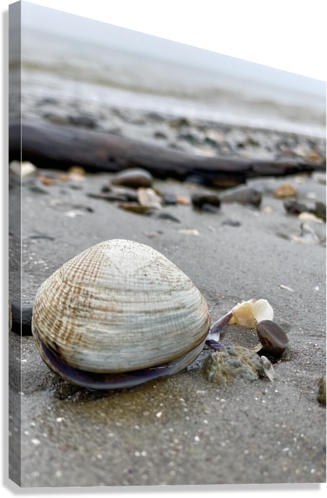 Keep Clam Canvas Print