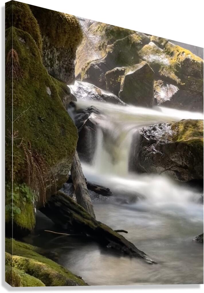 Forest Flow -2  Canvas Print