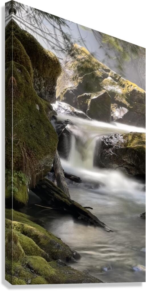 Forest Flow Canvas Print