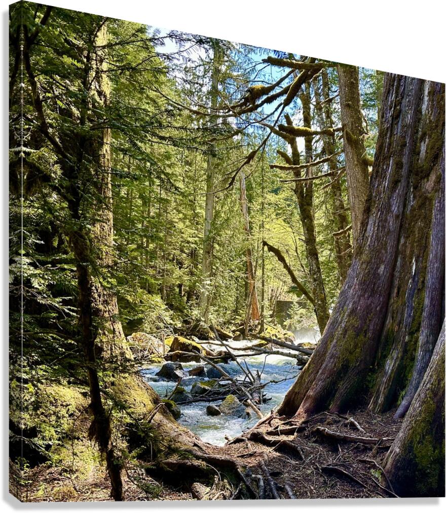 IMG 2451 Canvas Print