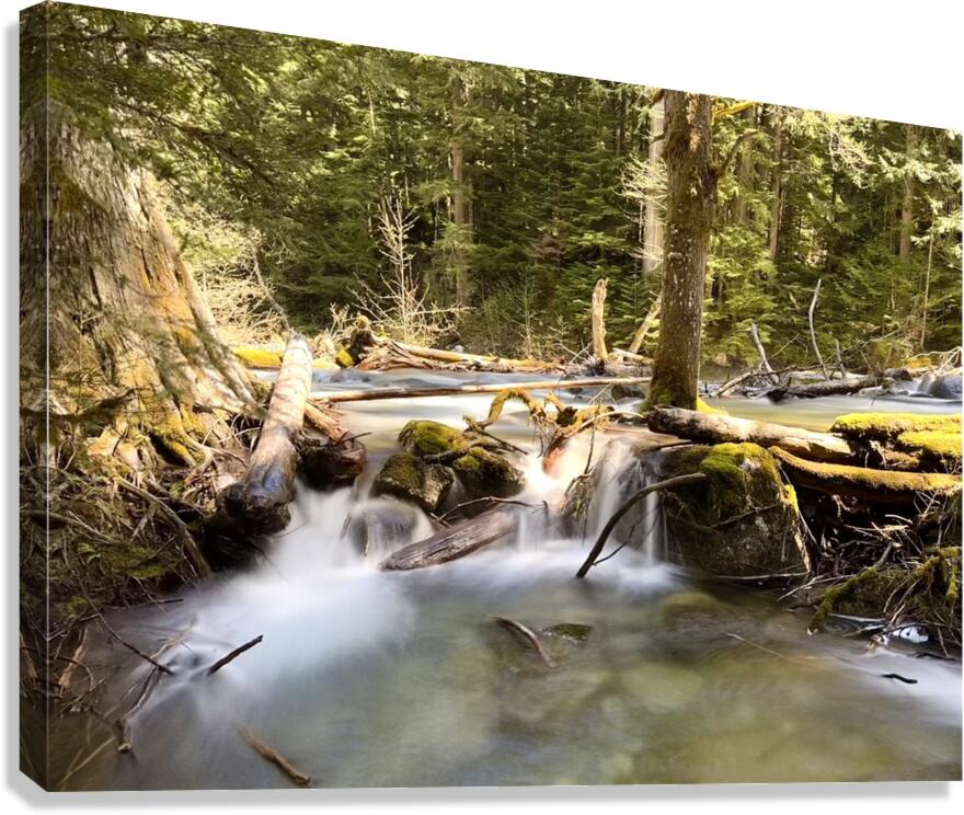 IMG 2442 Canvas Print